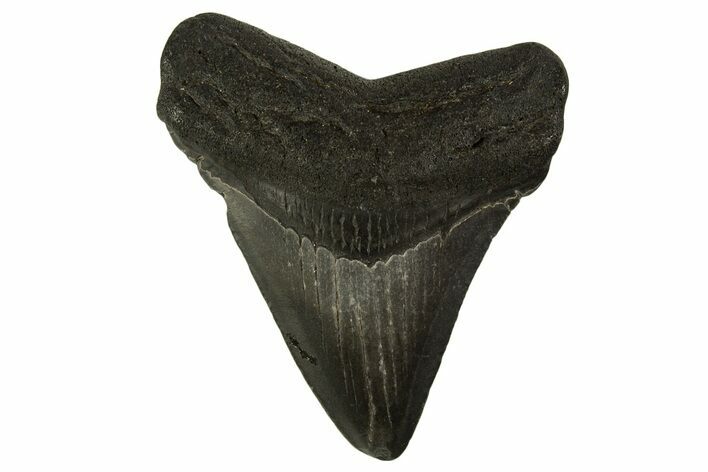 Juvenile Megalodon Tooth - South Carolina #332110